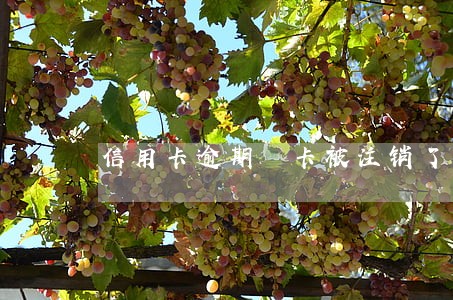 信用卡逾期 卡被注销了 信用卡逾期 卡被注销了